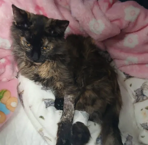 Canela, gatito ayudado