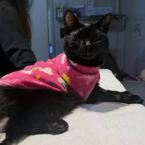 Negra, gatito ayudado